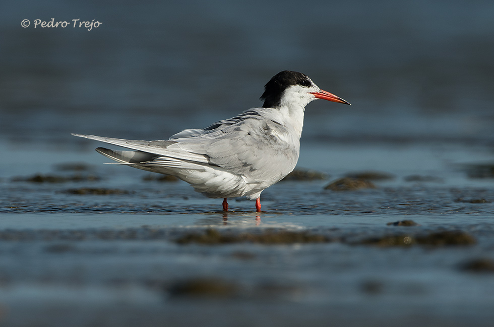 Charran común (Sterna hirundo)